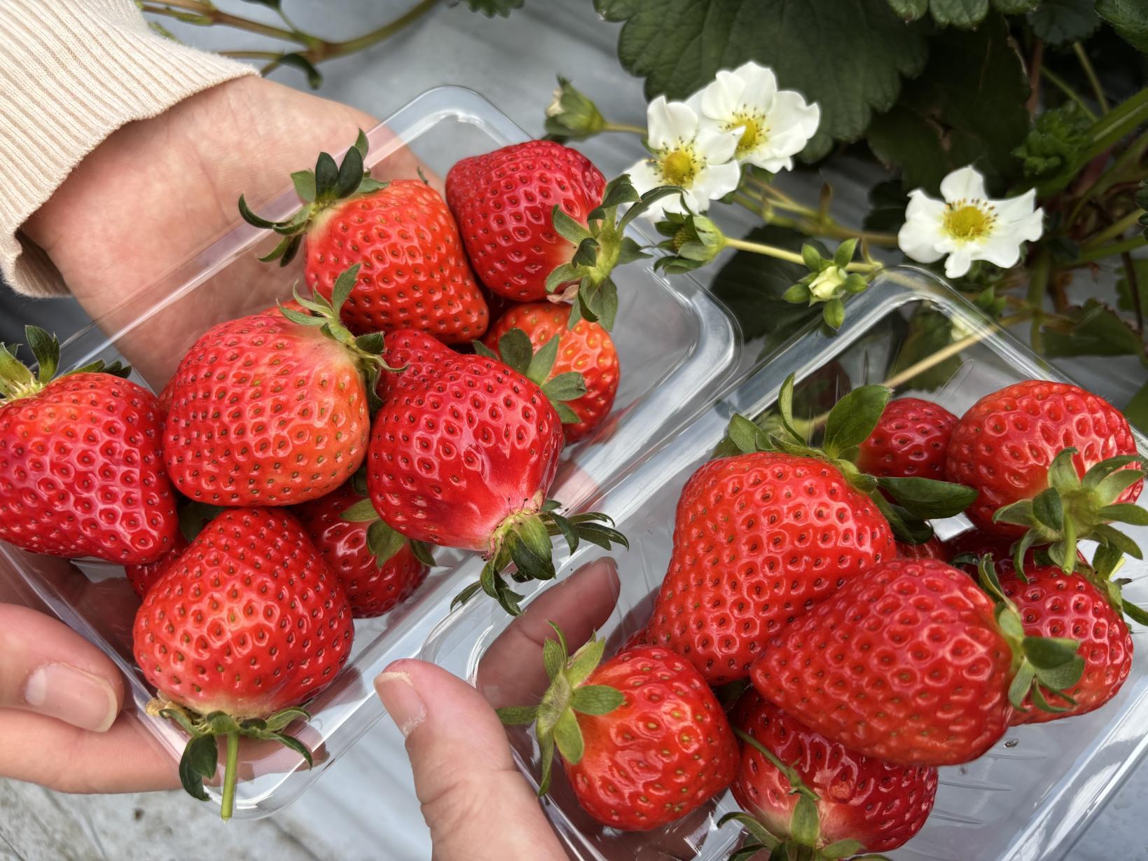 【2026年版】鹿児島のいちご狩りスポット！食べ放題やいちごスイーツも紹介