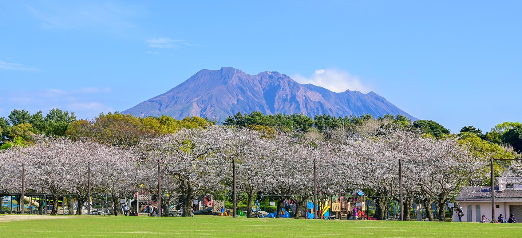 桜お花見スポット©鹿儿岛市　（樱花开花预测：3月20日）
