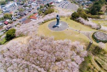 Our new page ' Cherry blossom viewing information ' has been released-1