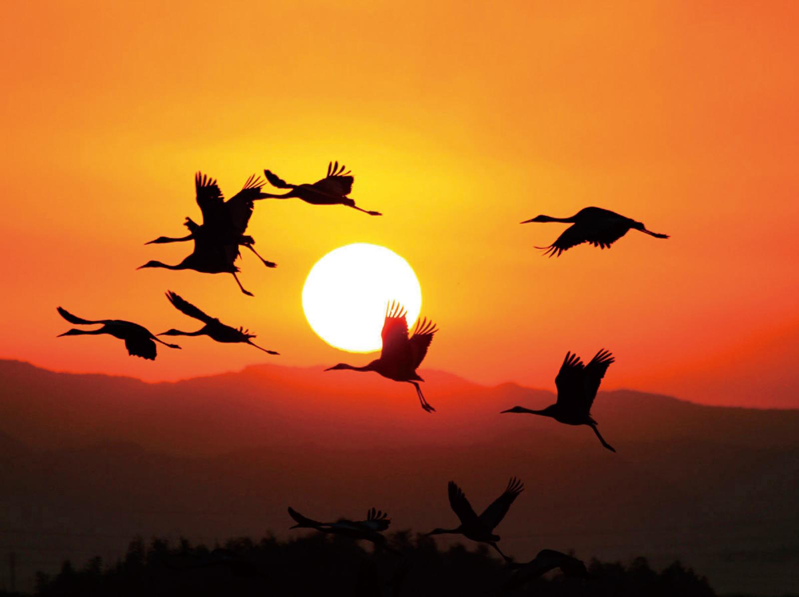 Izumi Wintering Habitat of Cranes Designated a Ramsar Site-1