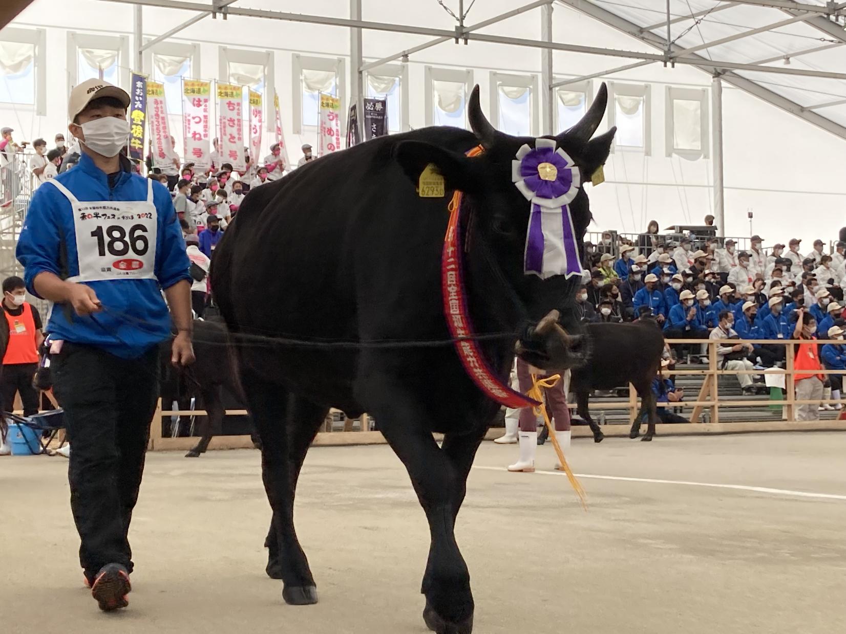 Thịt bò đen Kagoshima đã đứng số một Nhật Bản tại Lễ hội Wagyu (Thế vận hội Wagyu)!-1