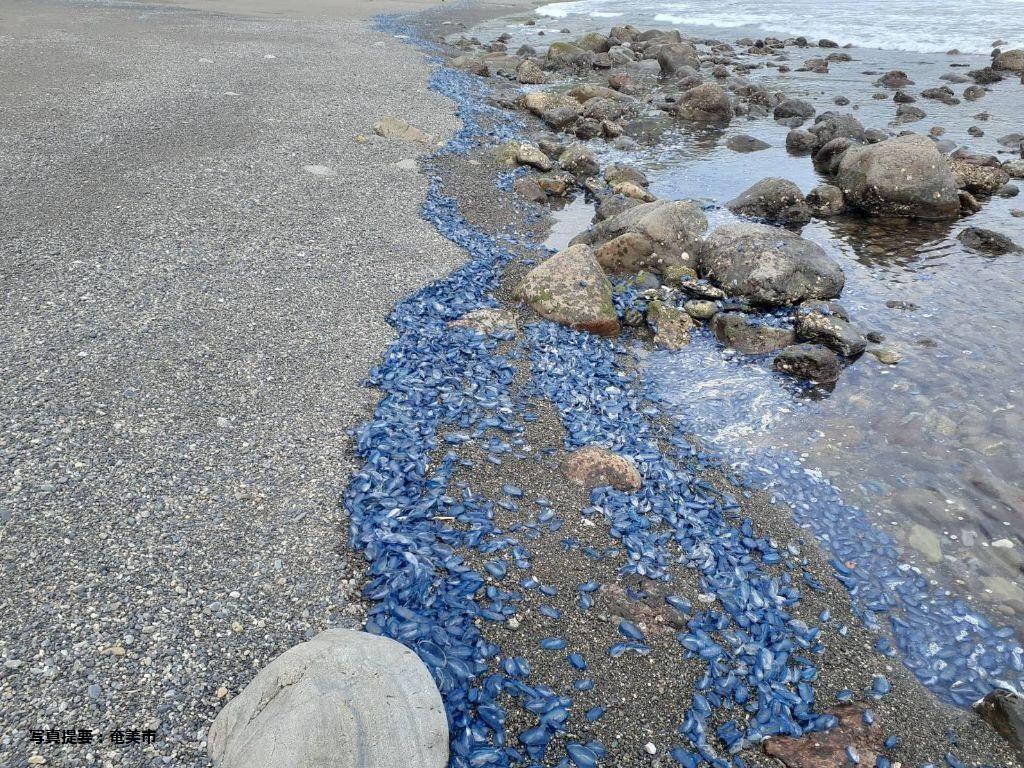 【奄美群島】カツオノカンムリ（クラゲの仲間）に御注意ください-2