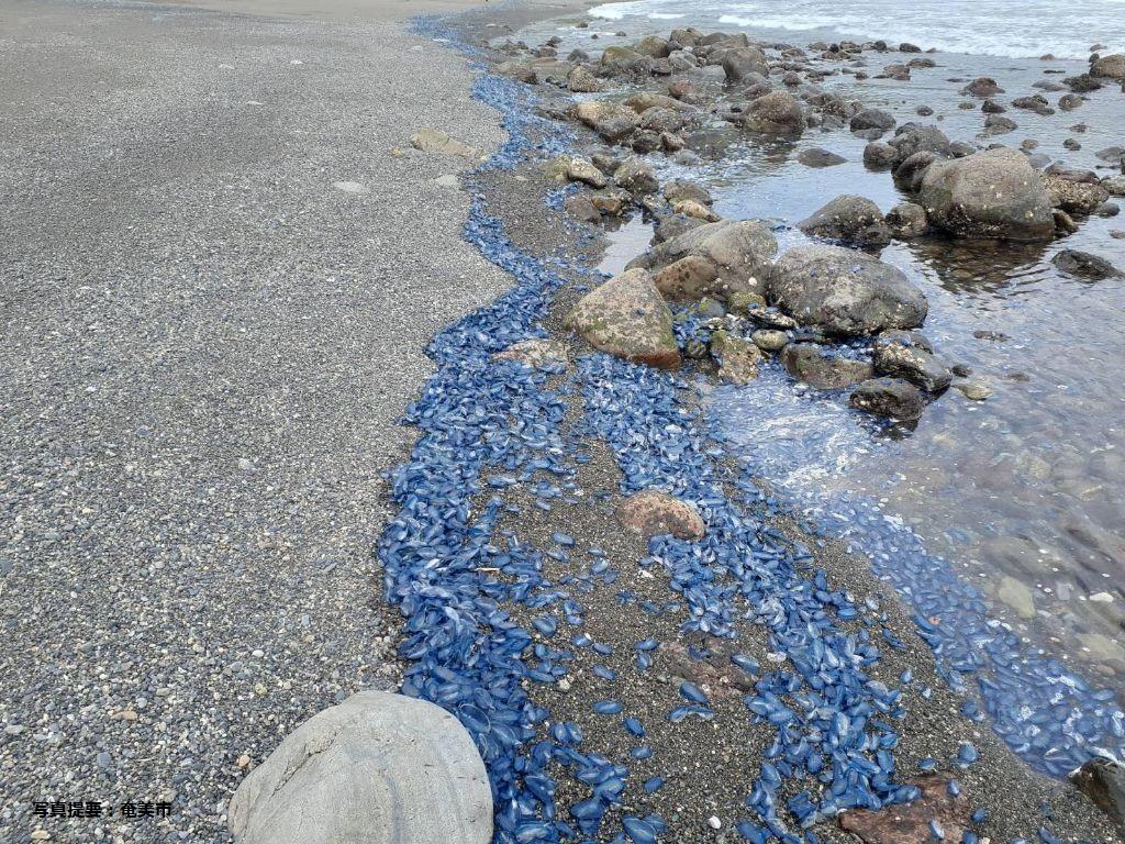 【奄美群島】カツオノカンムリ（クラゲの仲間）に御注意ください-2