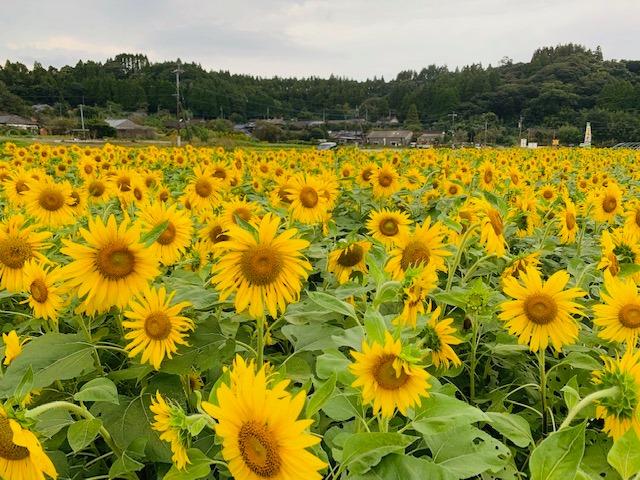 川辺町大久保のひまわり-1