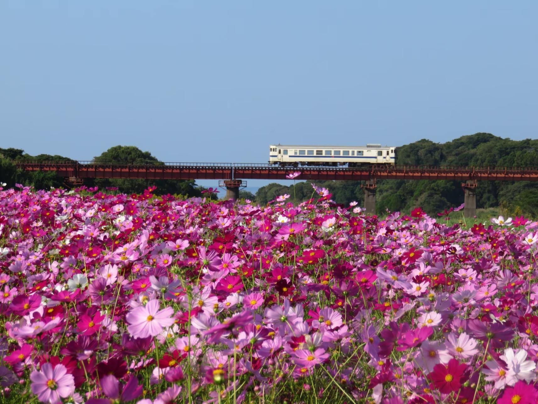 頴娃町　コスモス畑情報-1