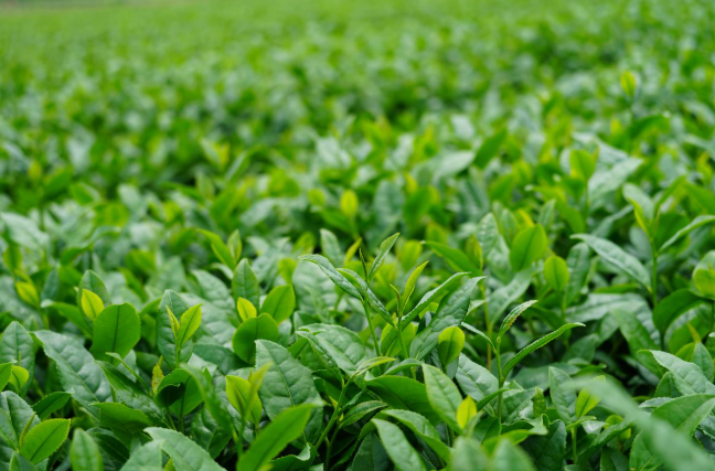 「鹿児島県 荒茶生産量日本一！」JAL CAが紹介するかごしま茶の魅力-2