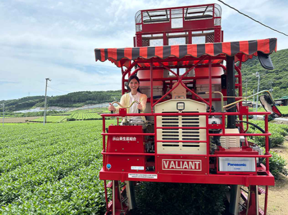 「鹿児島県 荒茶生産量日本一！」JAL CAが紹介するかごしま茶の魅力-1