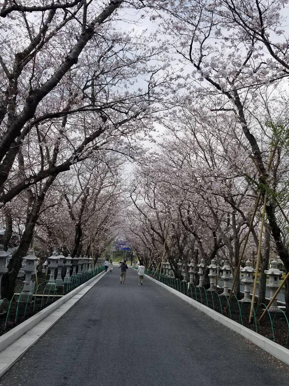 南九州市へおいでよ！桜のおもてなし-2