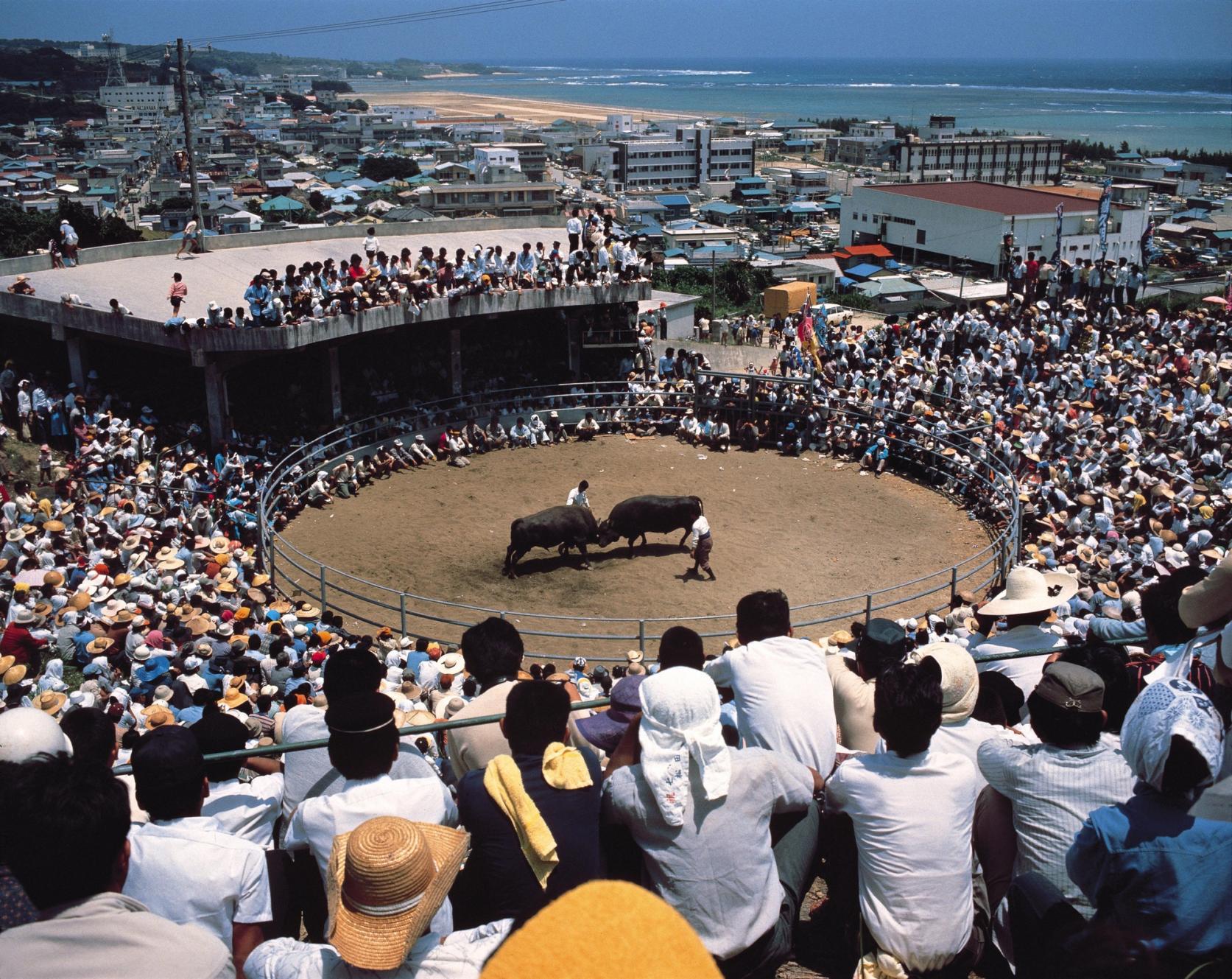 徳之島の闘牛大会-1