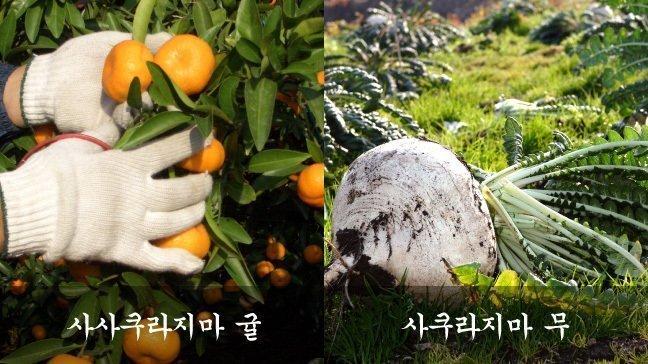 사쿠라지마 상식-1