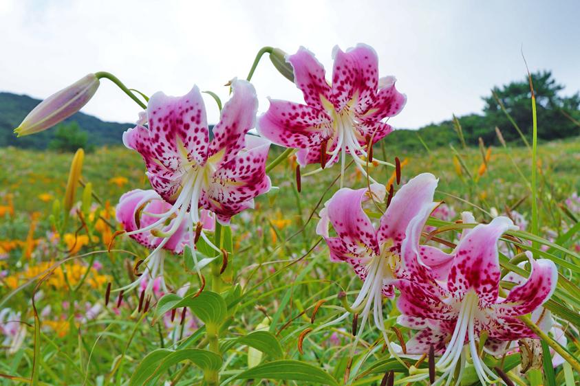 Flower Koshiki Island Guide and Fish Guide-1