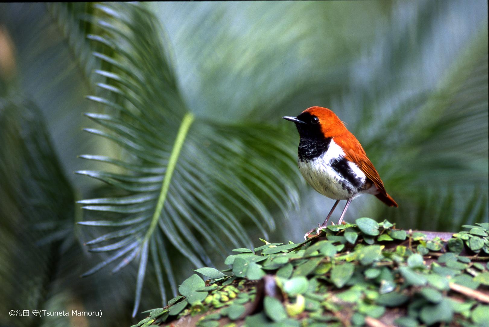 Words on Nature: The names and photos of wildlife on Amami Oshima-1