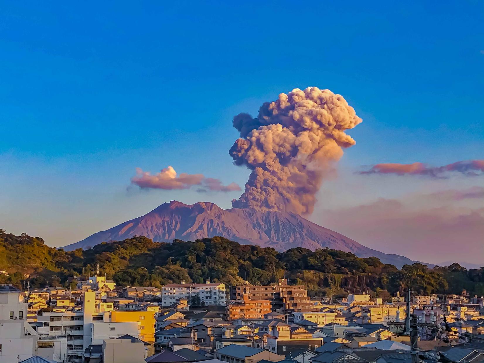 Coexist with Sakurajima-1