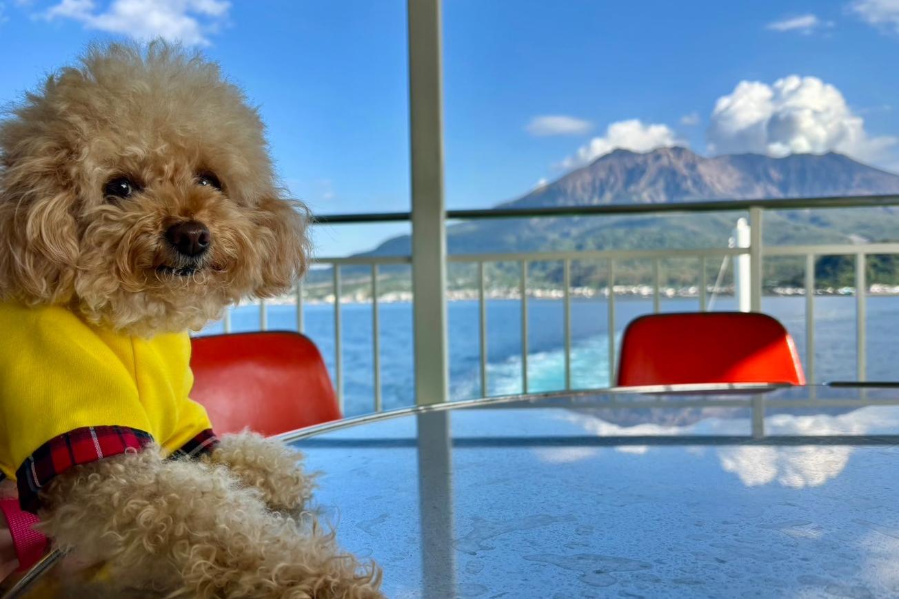 桜島フェリーも愛犬と一緒に♪-1