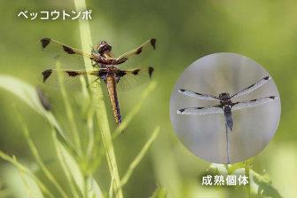 ベッコウトンボ生息地保護区-1