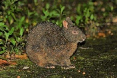 希少な野生動物の宝庫-1