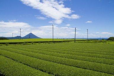 知覧の茶畑-1