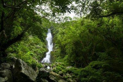 亜熱帯の深い森と大島紬を訪ねる-1