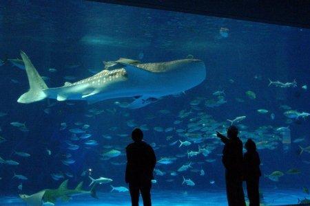  いおワールドかごしま水族館 