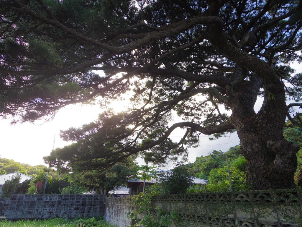 井之川の西郷隆盛滞在地(西郷松)