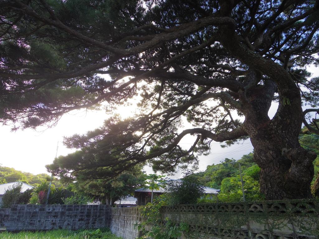  井之川の西郷隆盛滞在地（西郷松） 