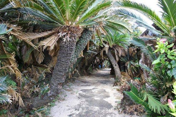 Kanamizaki Sotetsu (Cape Kanami Sago Palm Tunnel)-1