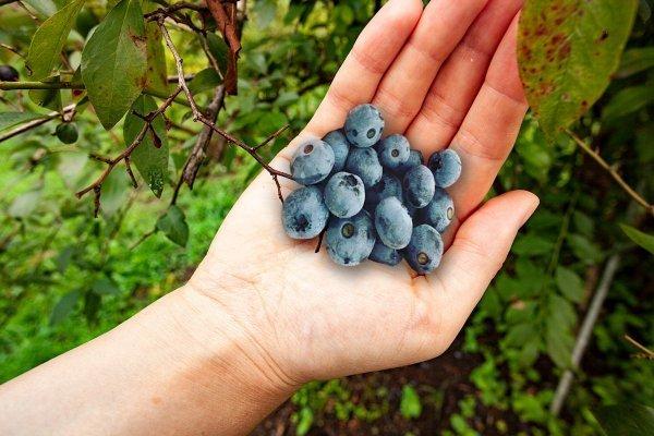 Nông trường du lịch Blueberry Isa-1