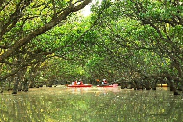 Amami Mangrove Forest-1