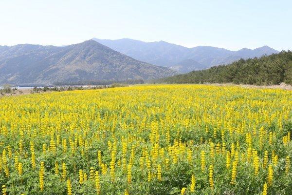 Kashihara Coast Lupine Field-1