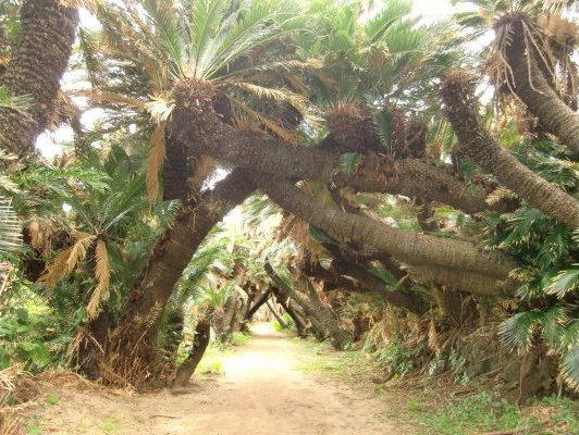 Kanamizaki Cycad Tunnel-1