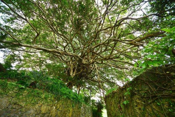 Stone Walls and a Banyan Tree-1