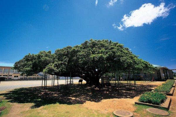 The Largest Banyan Tree in Japan-1