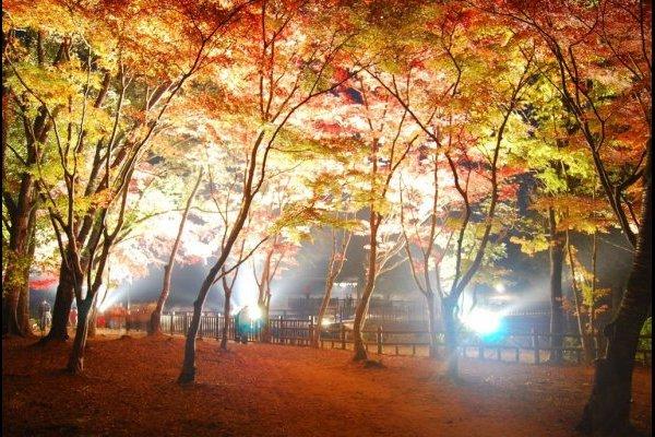 소기노타키 폭포 공원의 단풍 축제-1