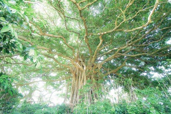 Gigantic Banyan-1