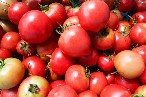 喜界番茄-1