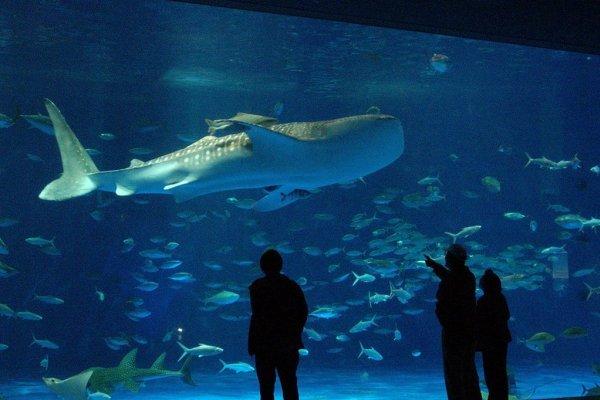 鹿兒島水族館(魚的世界)-1