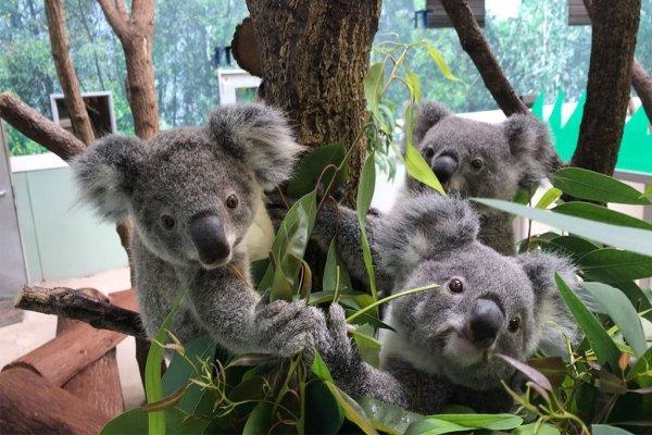 鹿兒島市平川動物園-1