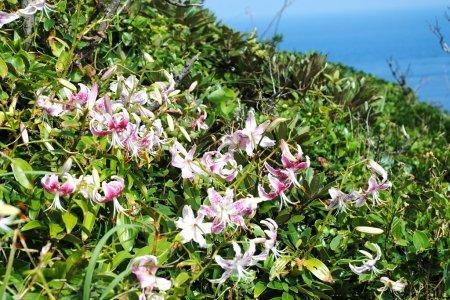 鳥ノ巣山展望所