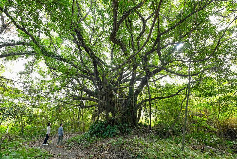 新島のアコウの巨木-1