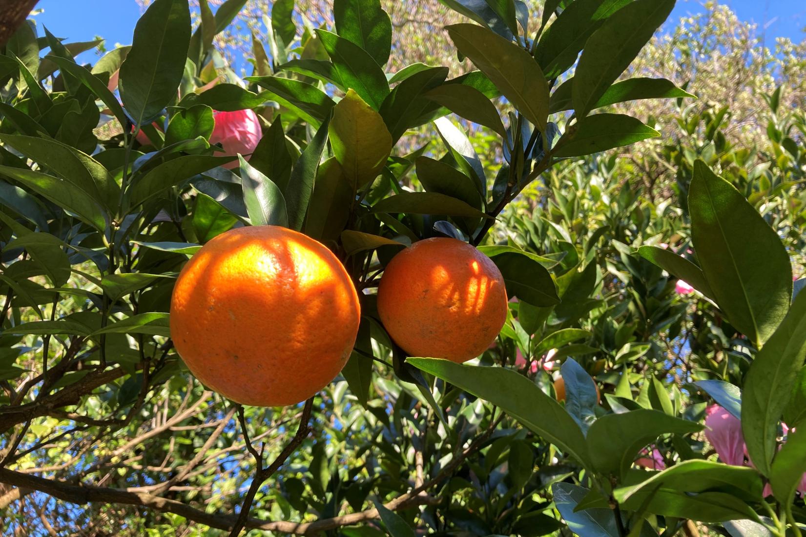 Tankan and Ponkan tangerines-1