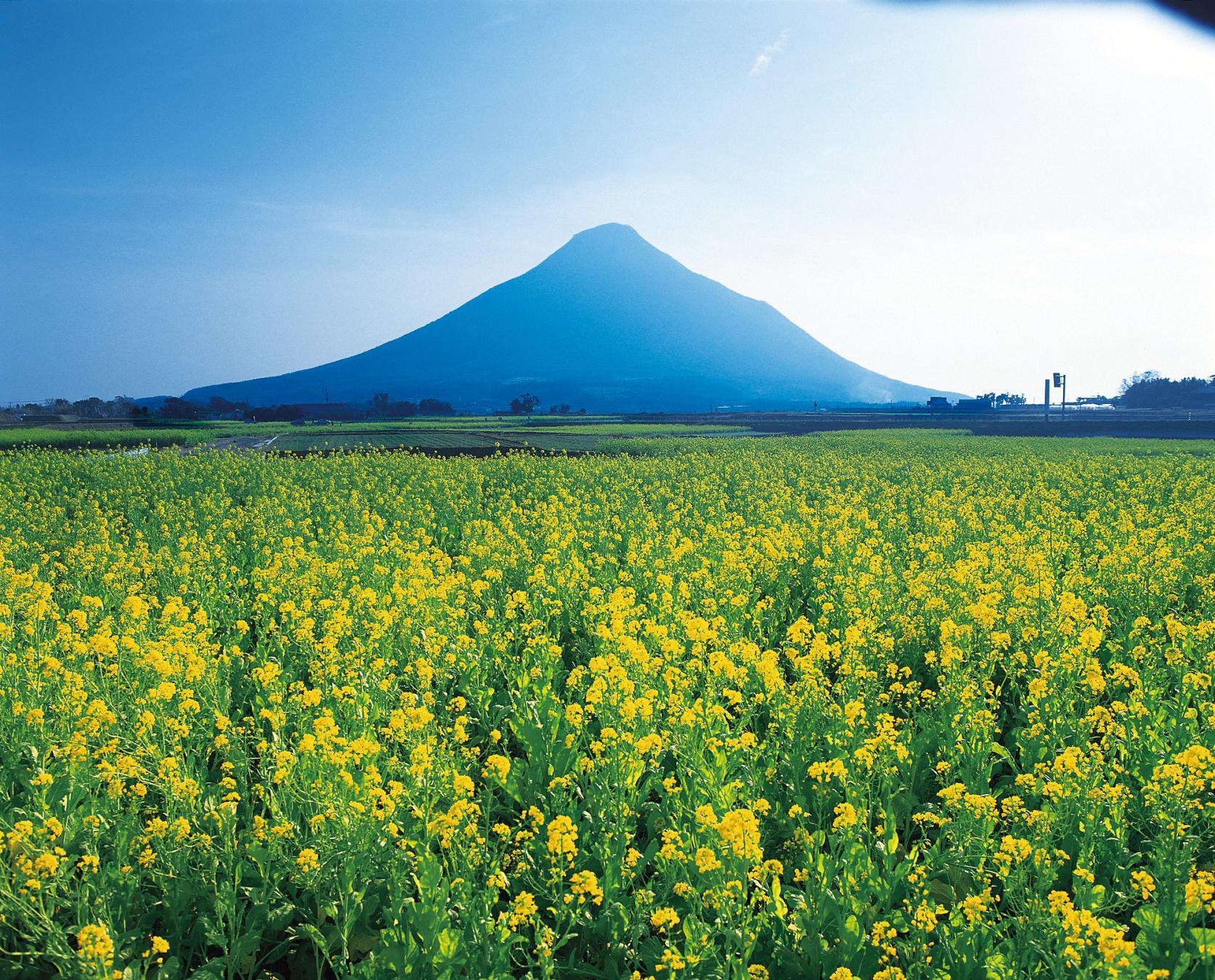 春　開聞岳と菜の花-1