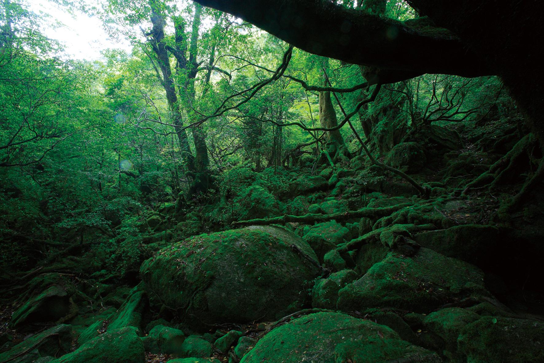 Breathe deep amid the soothing wilds: the Yakushima Route-1