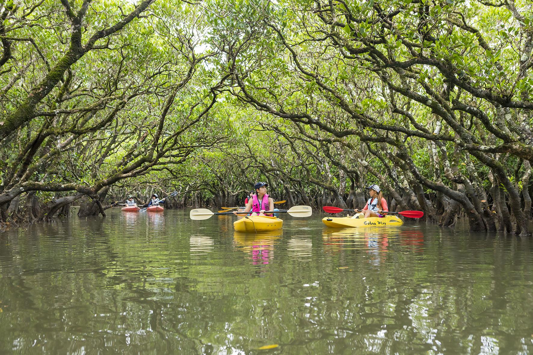 Ride through gorgeous forests: the Amami Oshima Route-1