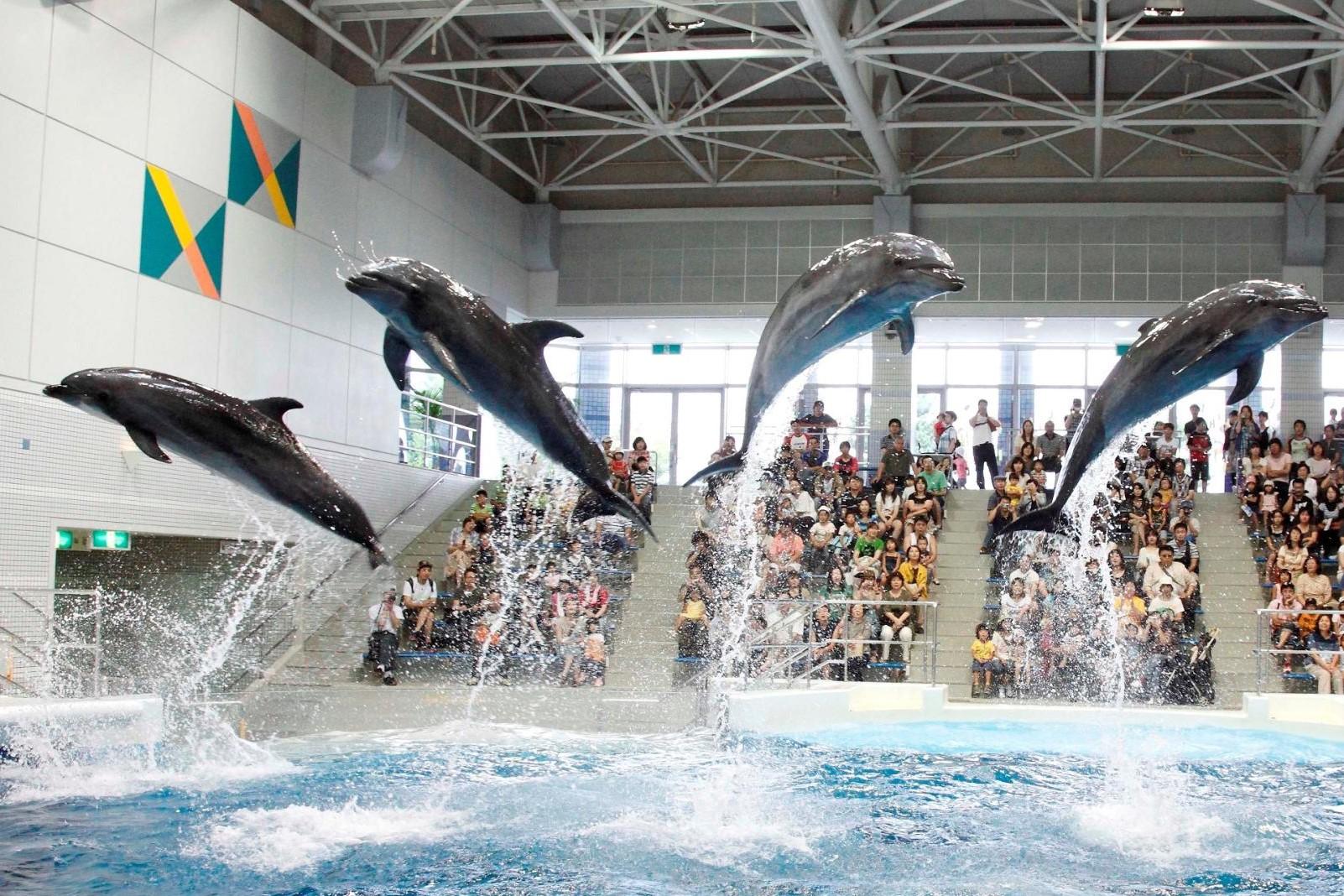 鹿儿岛水族馆(鱼的世界)-1