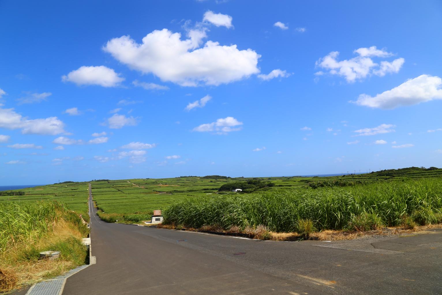 Sugar cane field road (Sugar Road)-1