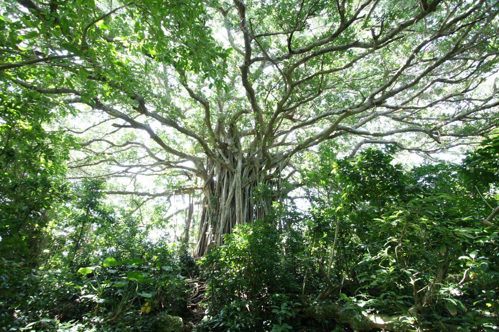 Giant banyan tree in Tekuzuku-1