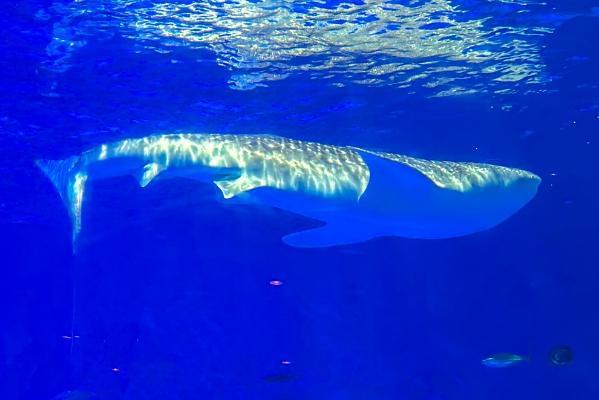 いおワールドかごしま水族館およびイルカ水路