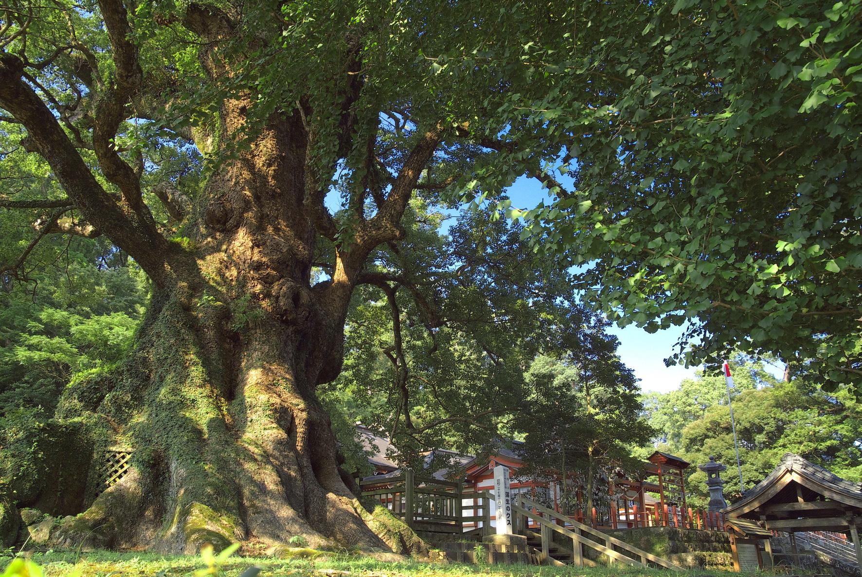 日本一の巨樹　蒲生の大クス-1