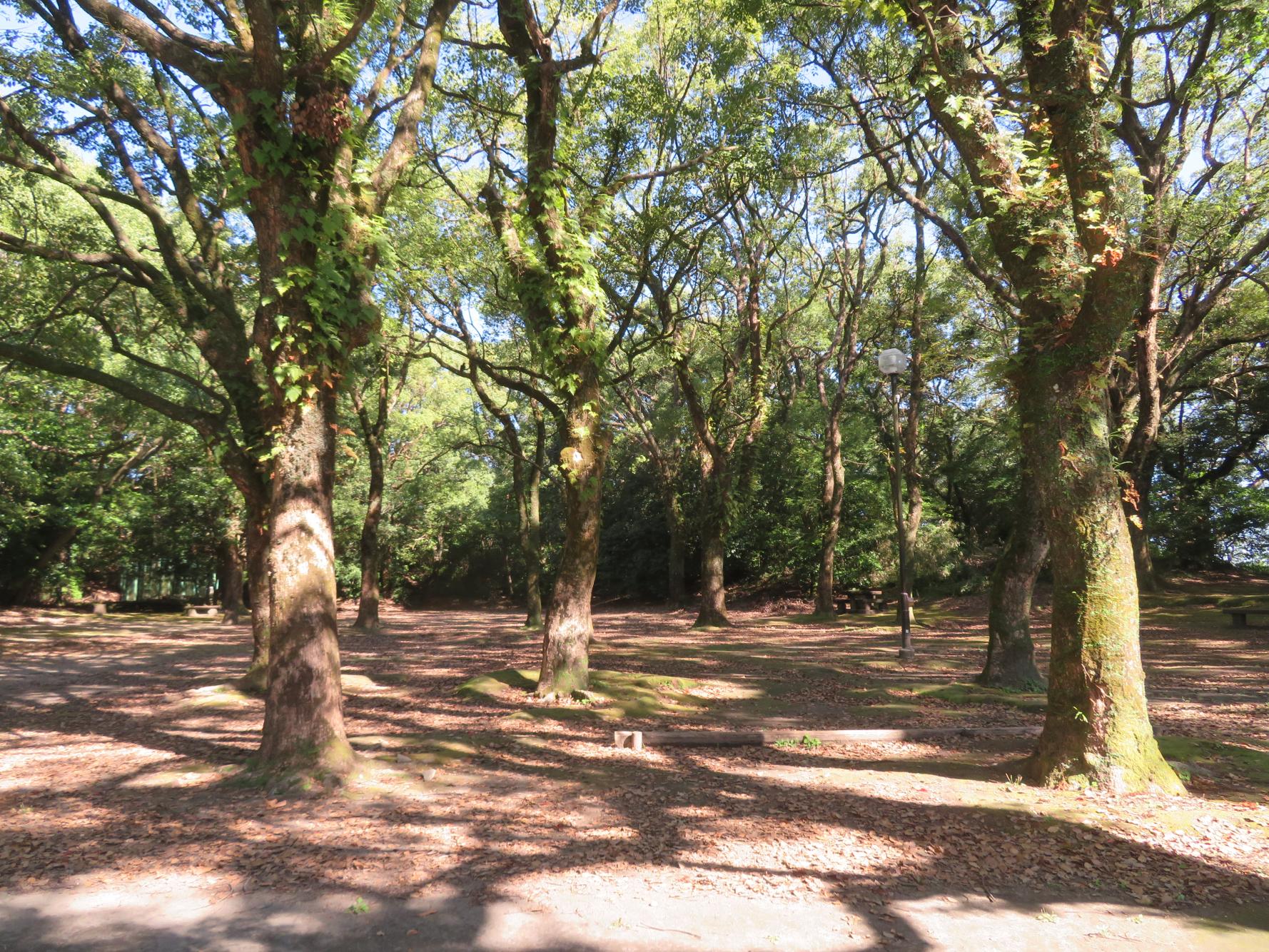  城山公園（展望台・自然遊歩道） 