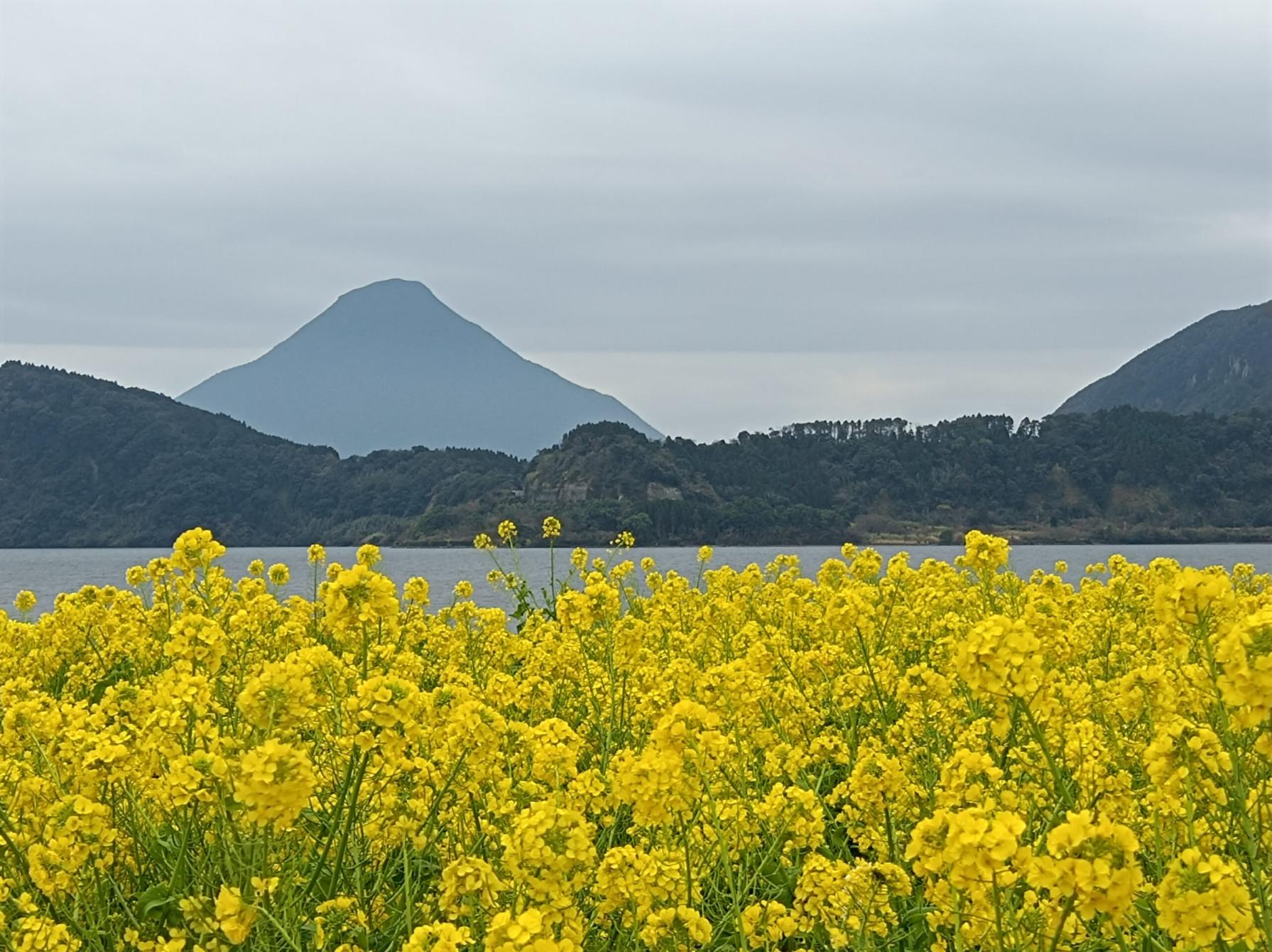 #菜の花畑 #指宿市-1